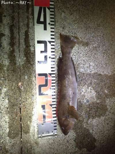 ���֥饳�������ʥ�