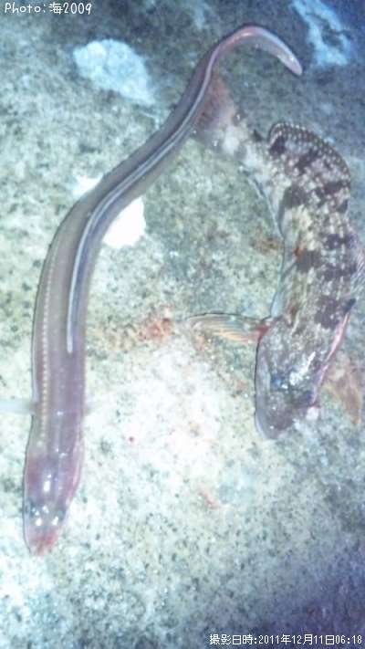 �����ʥᥢ�ʥ�