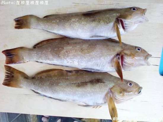 �����ʥ�����