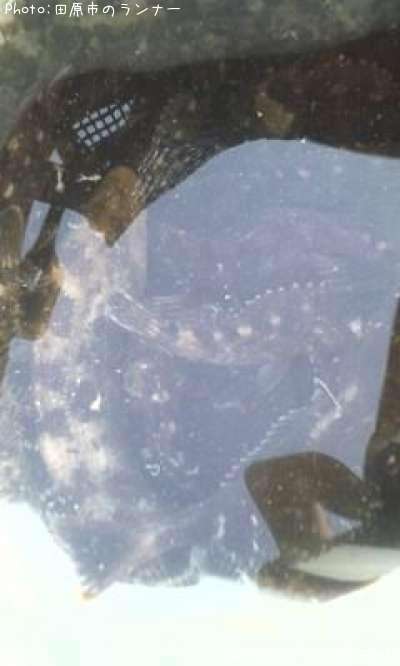 �����ʥ���������������Υ���Х�