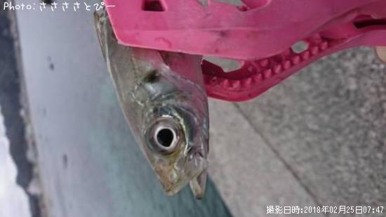 ���������ʥϥ�