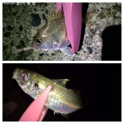 �������ϥʥ���