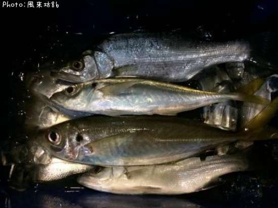 �������ҥ饻���������