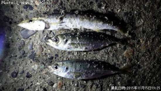 ���������ޥ�������