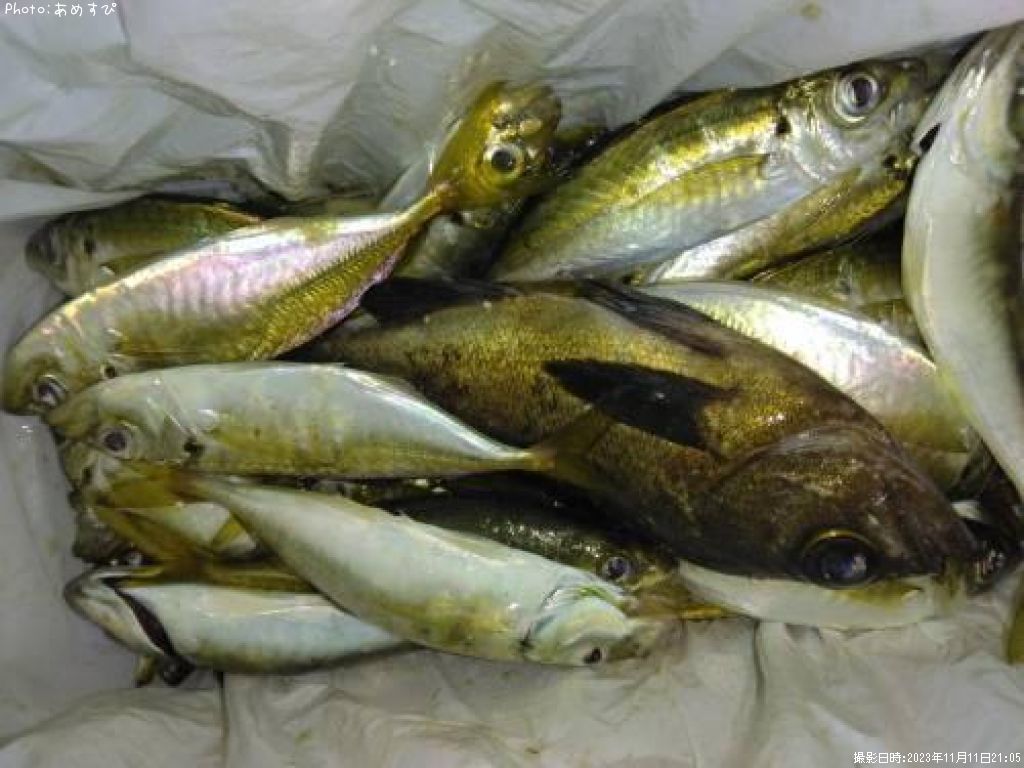 ��������Х롢����