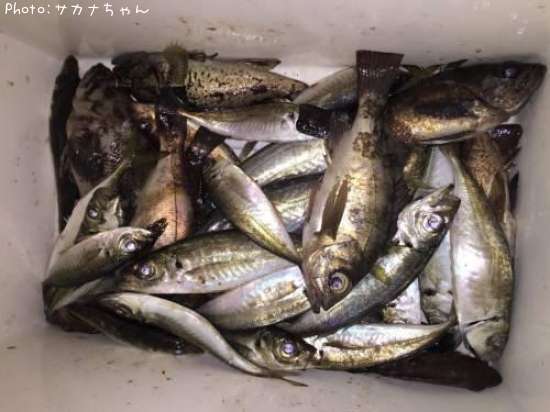 ��������Х롢����