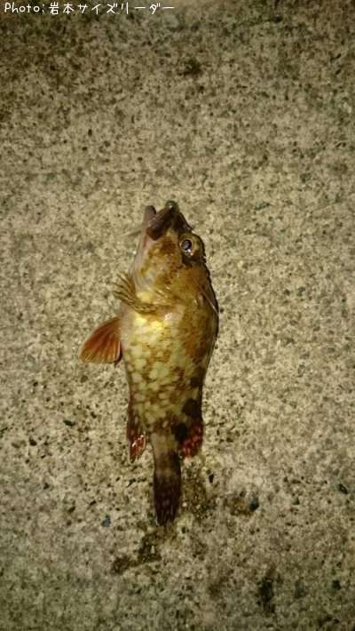 ��������Х롢�����Υ�