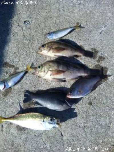 �������᥸�ʡ���Х���