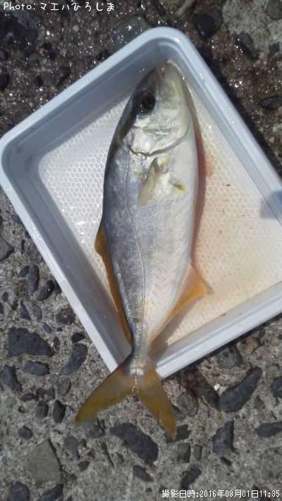 �����ӥ�λҶ�