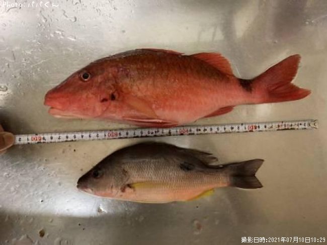 �����ҥ᥸