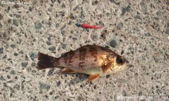 ������Х�