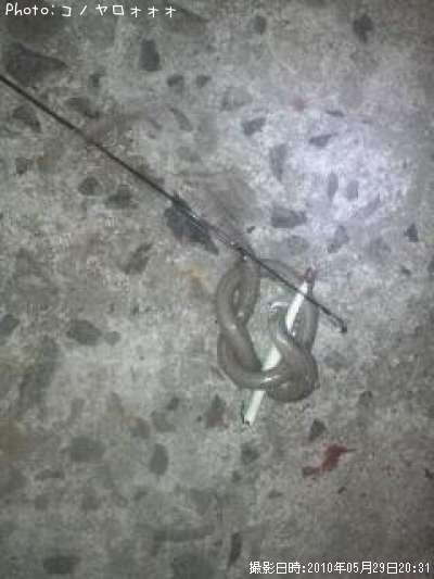 ���ʥ���