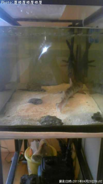 ���ʥ����ϥ�