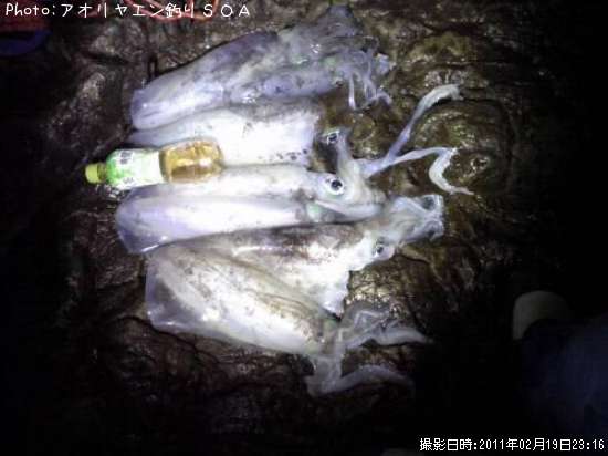 �����걨±