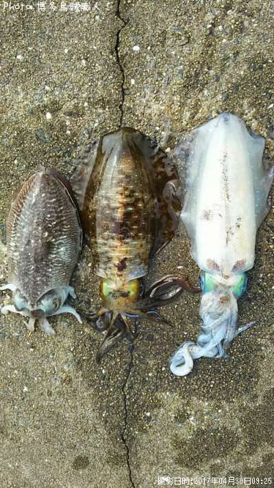 �����ꥤ������������