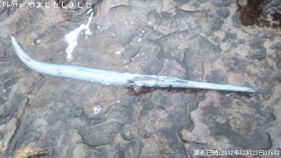 �����䥬�顡