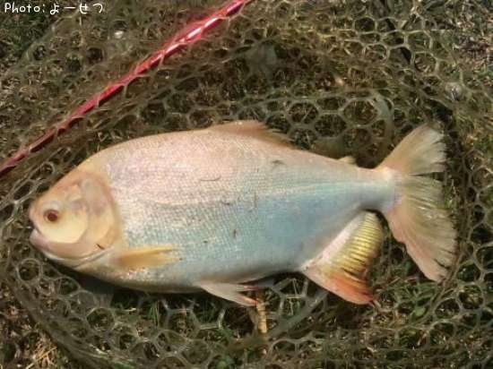 ����ӥΥ�������