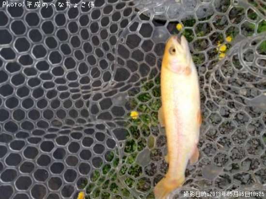 ����ӥΥ쥤��ܡ�