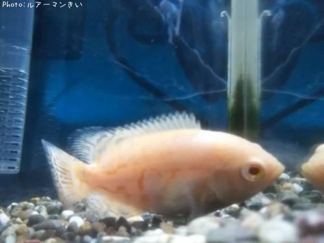 ����ӥΥ��������ʥͥ���