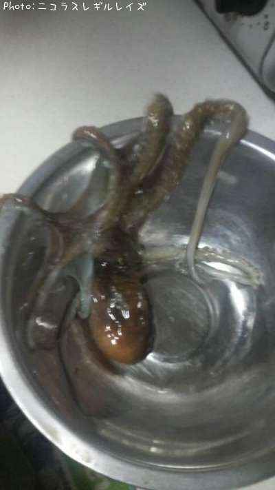 �����ʥ�����