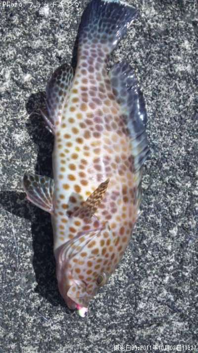 �������ޥ�