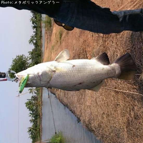 �Х�ޥ�ǥ���