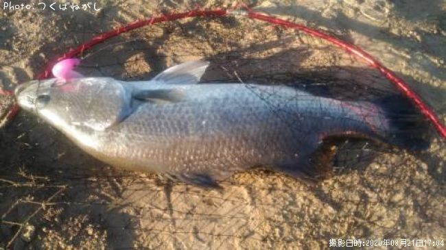 ��̳����ʥХ�ޥ�ǥ���