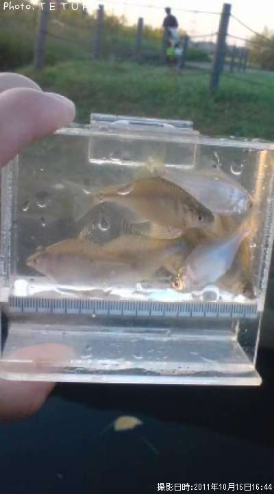 ��Φ�Х饿�ʥ�