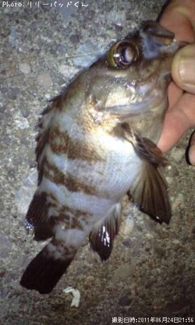 �٥����ꥢ���Х����ʾС�