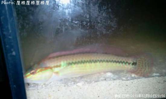 �٥�����