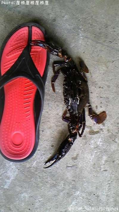 �ӥå��ʥ��ˤ���