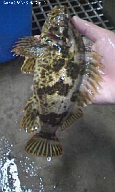 �ܥ�����