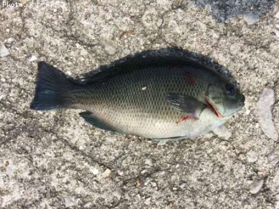 �ܥ����Τ���