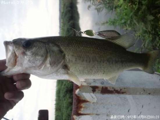 �֥�å��Х����ʥޥ�