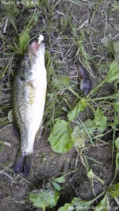 �֥�å��Х��������ޥ��㥯��