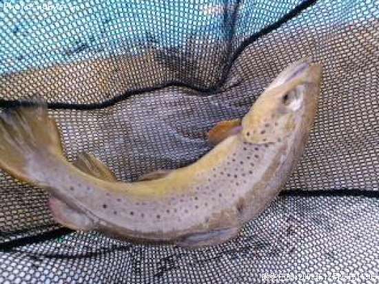 �֥饦��ȥ饦��