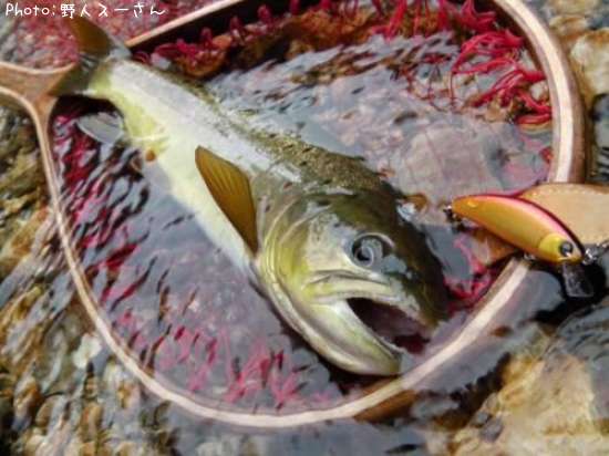 �֥饦��ȥ饦��