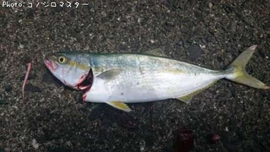 �֥�ʥĥХ���