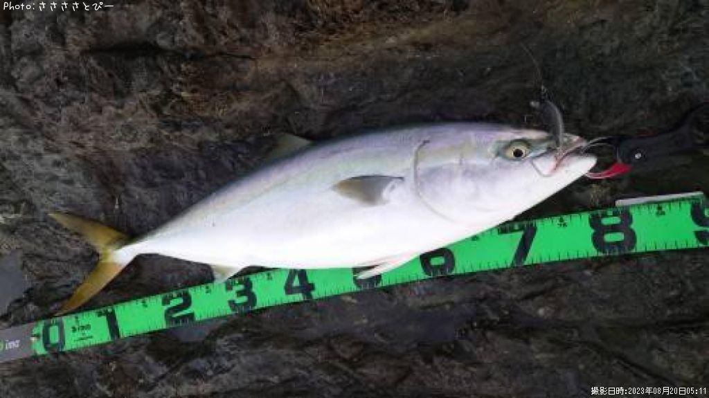 �֥����饵�����祴