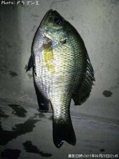 �֥롼����