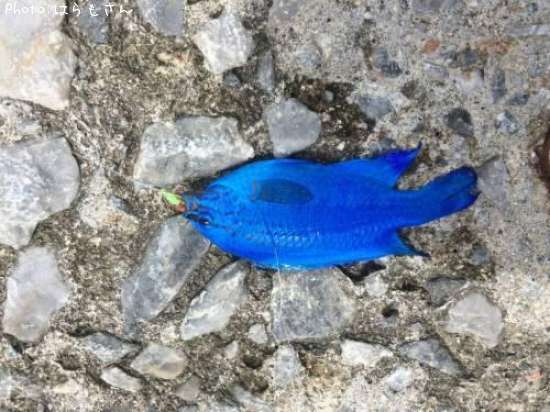 �֥롼���Х��