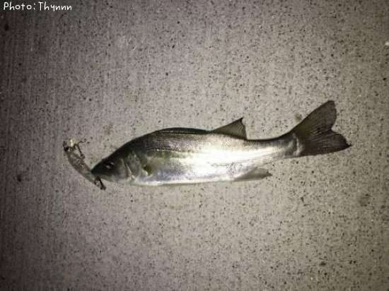 �����Х��ܥ���ƨ��