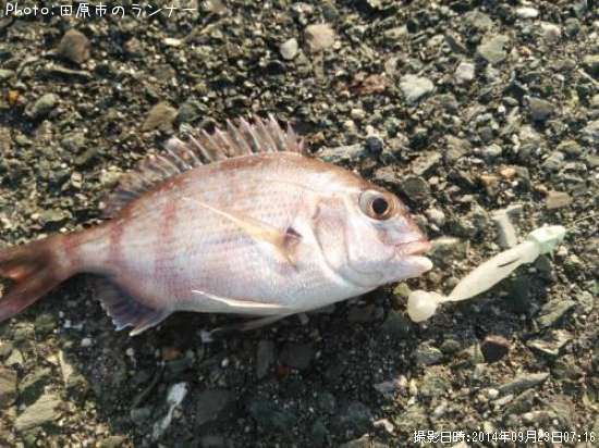 ����ʥ��ӡ�