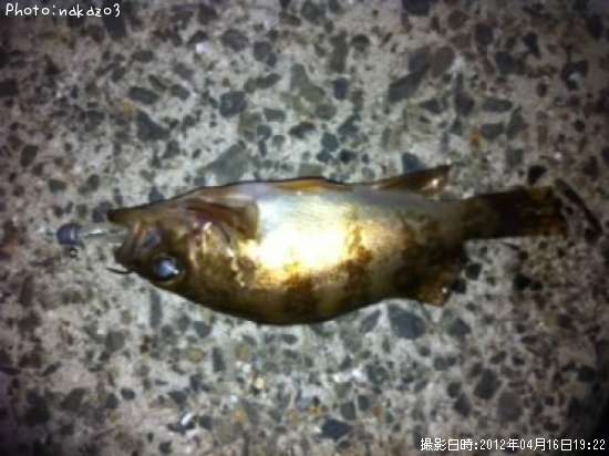 ���ӥ�Х�ߣ�