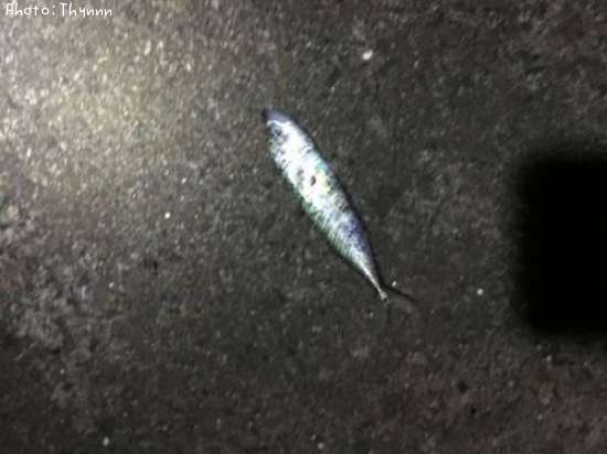 ���ӥ���