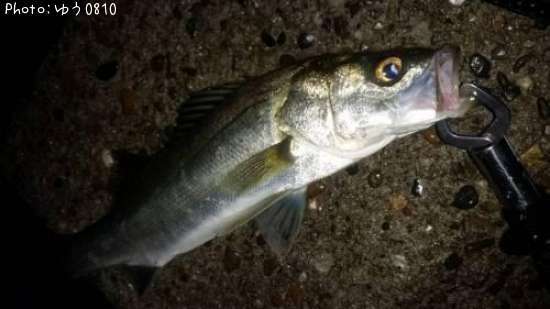 ���ӥ����Х�