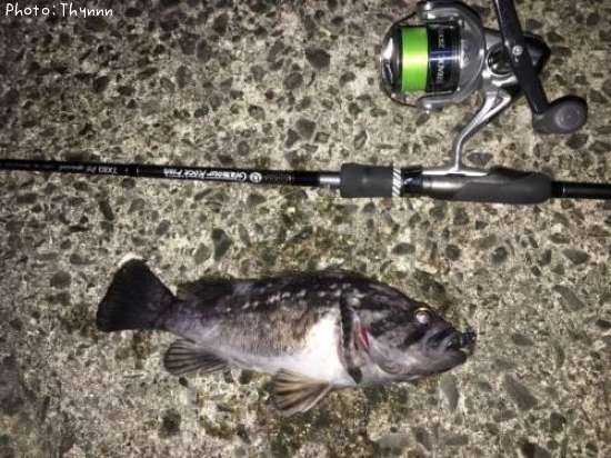 ���ӥ���