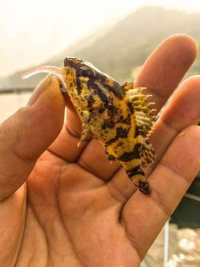 ���ӥ����Υ�