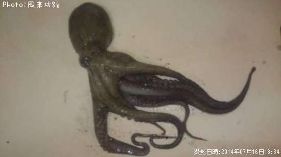 ���ӥ���