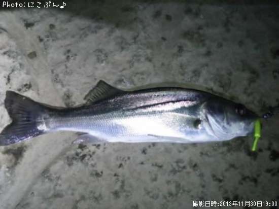 �������Ф��ʥ�������